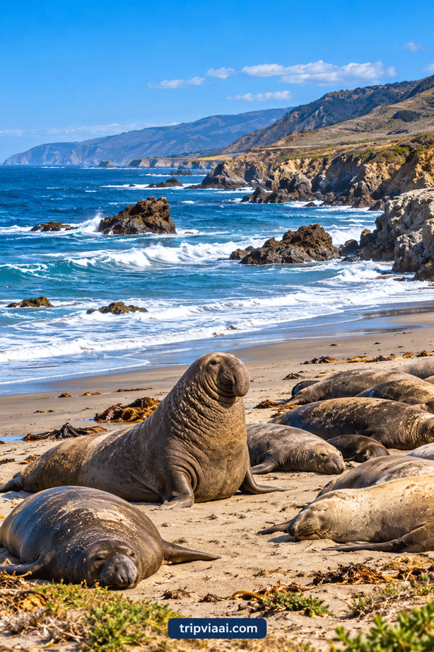 Elephant Seals