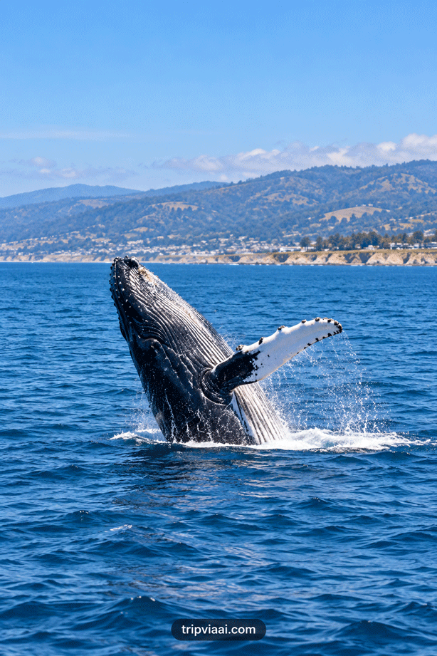 Monterey Bay