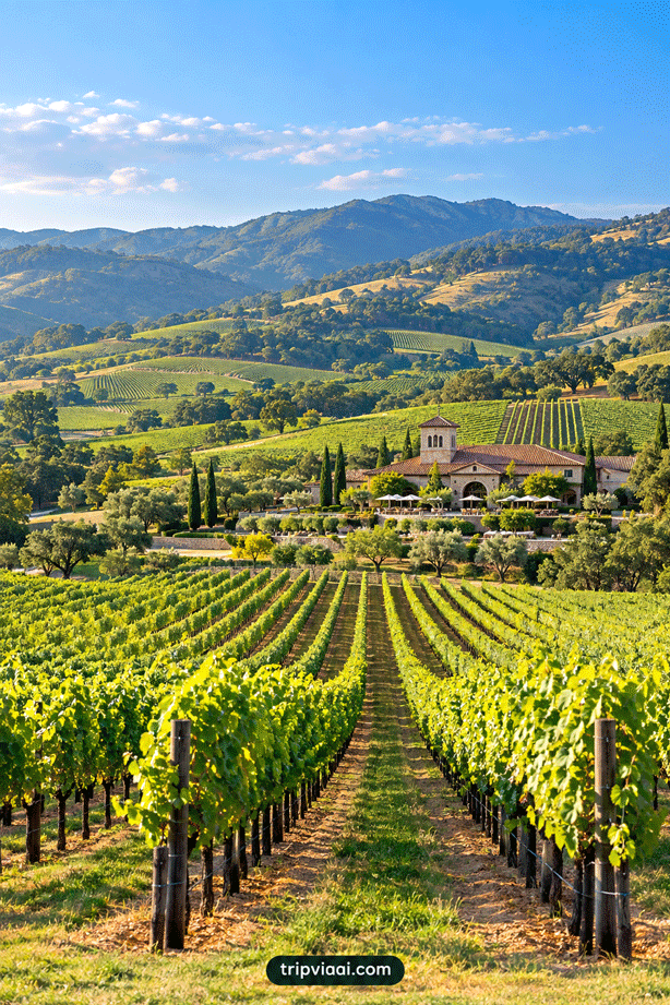 Napa Valley Vineyard